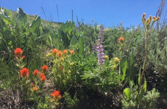 Wildflowers in Lake Tahoe