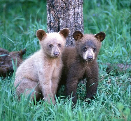 Black Bear Cubs Lake Tahoe