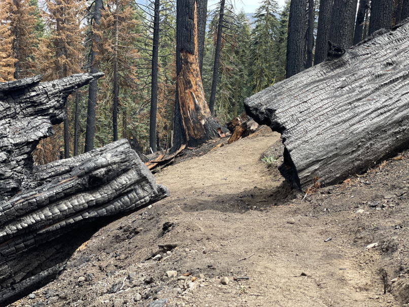 Educational Caldor Fire Guided Hike in Lake Tahoe