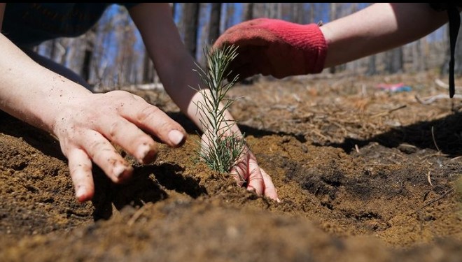 Reforestation Sugar Pines