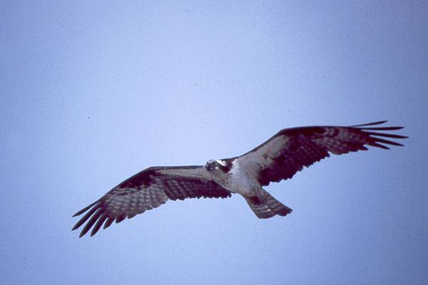 Trail Talk Birds of Prey