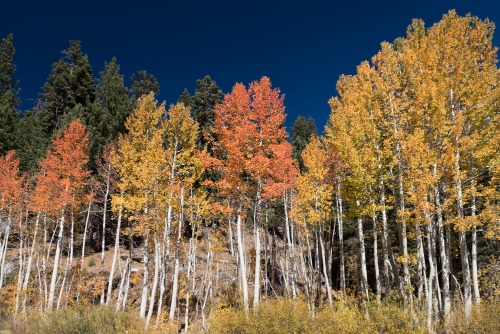 Fall Aspen Trees