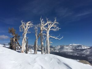 Dead Whitebark Pines on Echo Peak