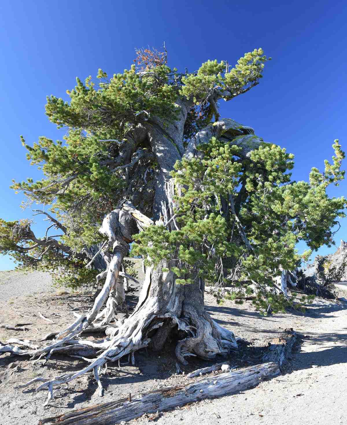 Guided Hike in Lake Tahoe